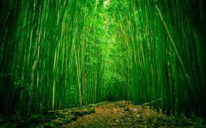 Bamboo Green Wood HD wallpaper thumb
