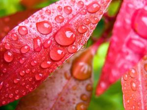Water Drops on Leaves wallpaper thumb