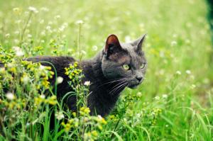 Gray cat in grass wallpaper thumb