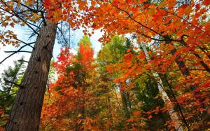 Forest, trees, trunk, red leaves, maple, autumn wallpaper thumb