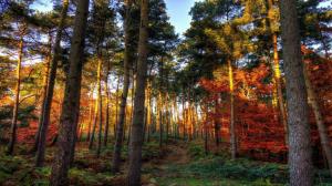 Shades of autumn in the forest wallpaper thumb