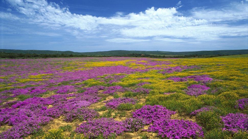 Wildflowers in South Africa wallpaper,nature HD wallpaper,1920x1080 HD wallpaper,wildflower HD wallpaper,africa HD wallpaper,1920x1080 wallpaper