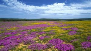 Wildflowers in South Africa wallpaper thumb