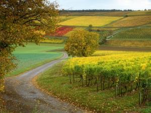 beauty in nature, france Agriculture beautiful colors farms fields grapes landscapes nice plantation HD wallpaper thumb