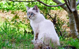 Tree, branches, grass, white cat wallpaper thumb