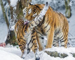 amur tiger, snow, baby, big cat, predators wallpaper thumb