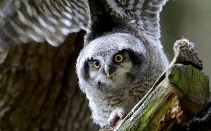 Hawk owl wallpaper thumb