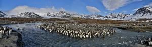 King Penguins, St. Andrews Bay, South Georgia and South Sandwich Islands wallpaper thumb