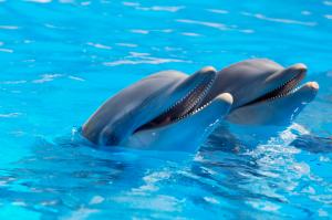 Two Cute Dolphin  Laptop Backgrounds wallpaper thumb