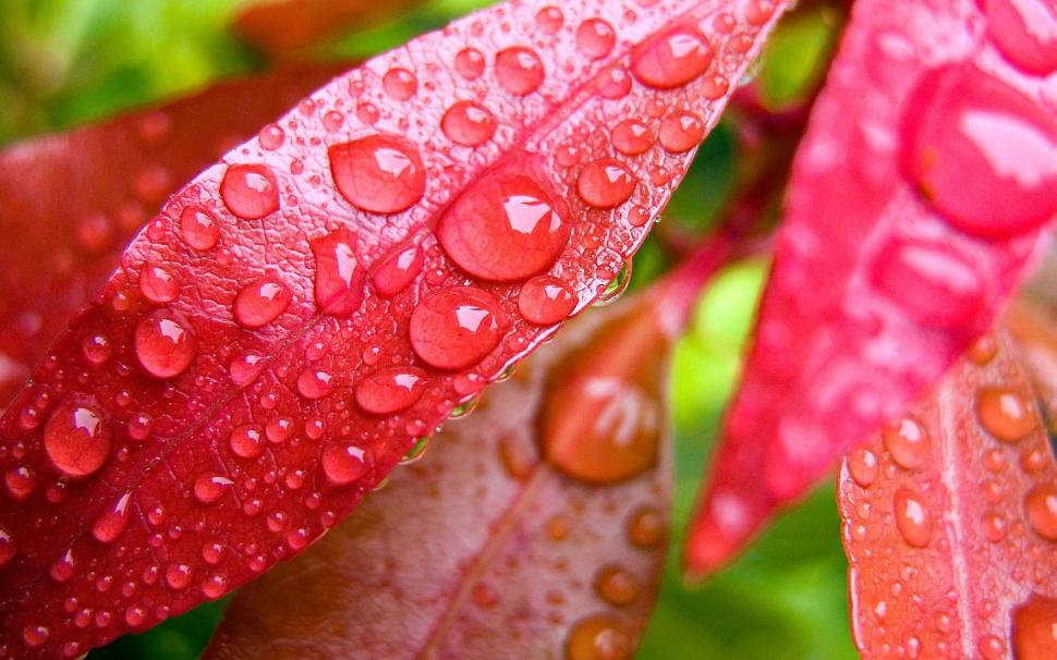 Red leaf with water droplets wallpaper,Red HD wallpaper,Leaf HD wallpaper,Water HD wallpaper,Droplets HD wallpaper,1920x1200 wallpaper