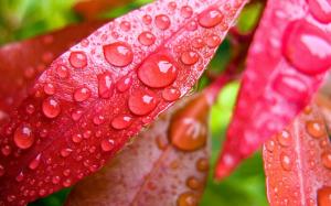 Red leaf with water droplets wallpaper thumb