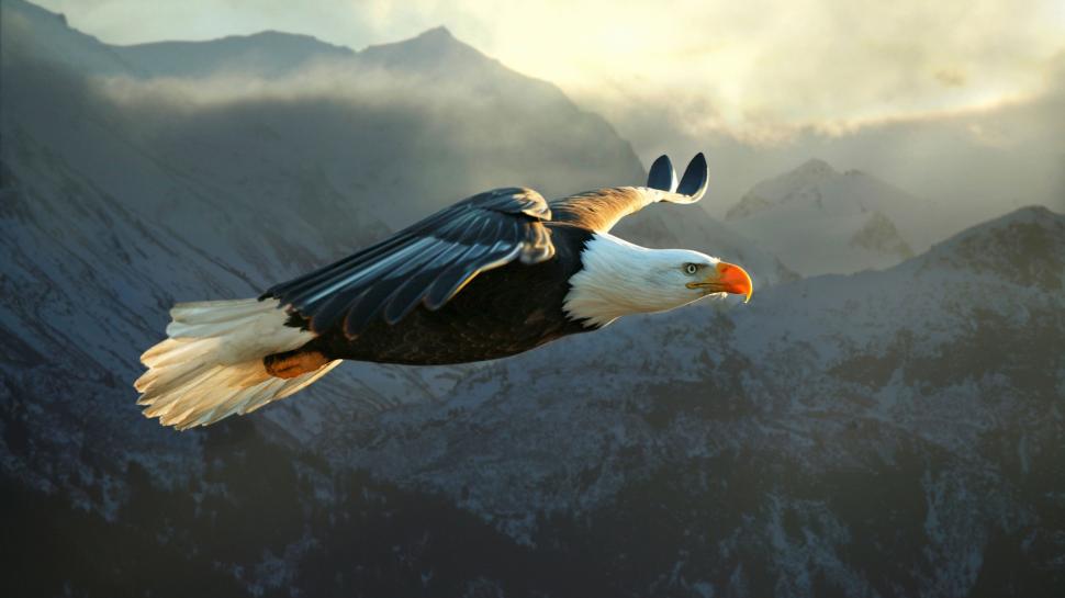 Big Eagle Flying wallpaper | animals | Wallpaper Better