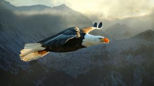 Big Eagle Flying wallpaper thumb