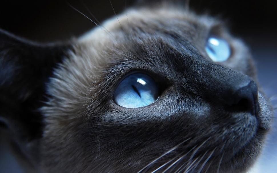 Cat Blue Eyes wallpaper,animals HD wallpaper,2560x1600 wallpaper