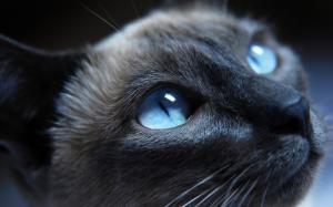 Cat Blue Eyes wallpaper thumb