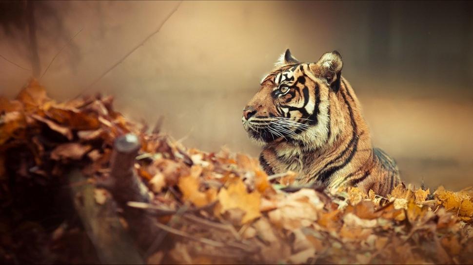 Tiger Camo wallpaper,tiger HD wallpaper,leaves HD wallpaper,big cats HD wallpaper,autumn HD wallpaper,animals HD wallpaper,1920x1080 wallpaper