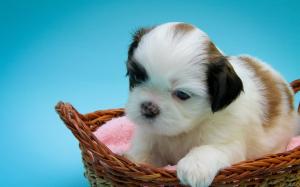 Shih Tzu, puppy, basket wallpaper thumb