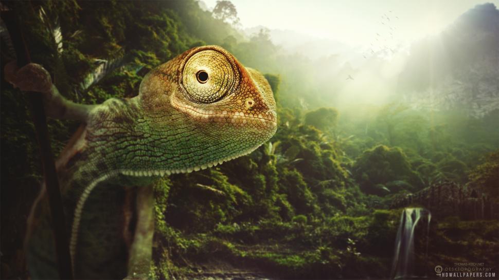 Chameleon wallpaper,chameleon HD wallpaper,2560x1440 wallpaper