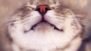Cat, sleeping, nose, whiskers, teeth, funny desktop wallpaper thumb