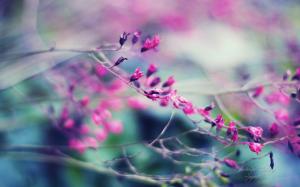 Nature, Landscape, Flower, Photography, Spring, Depth Of Field wallpaper thumb