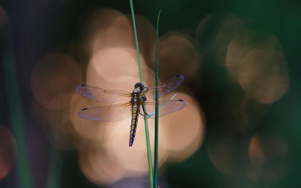 Blue Dragonfly on a Blade of Grass wallpaper,dragonfly HD wallpaper,grass HD wallpaper,1920x1200 wallpaper