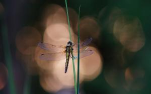 Blue Dragonfly on a Blade of Grass wallpaper thumb