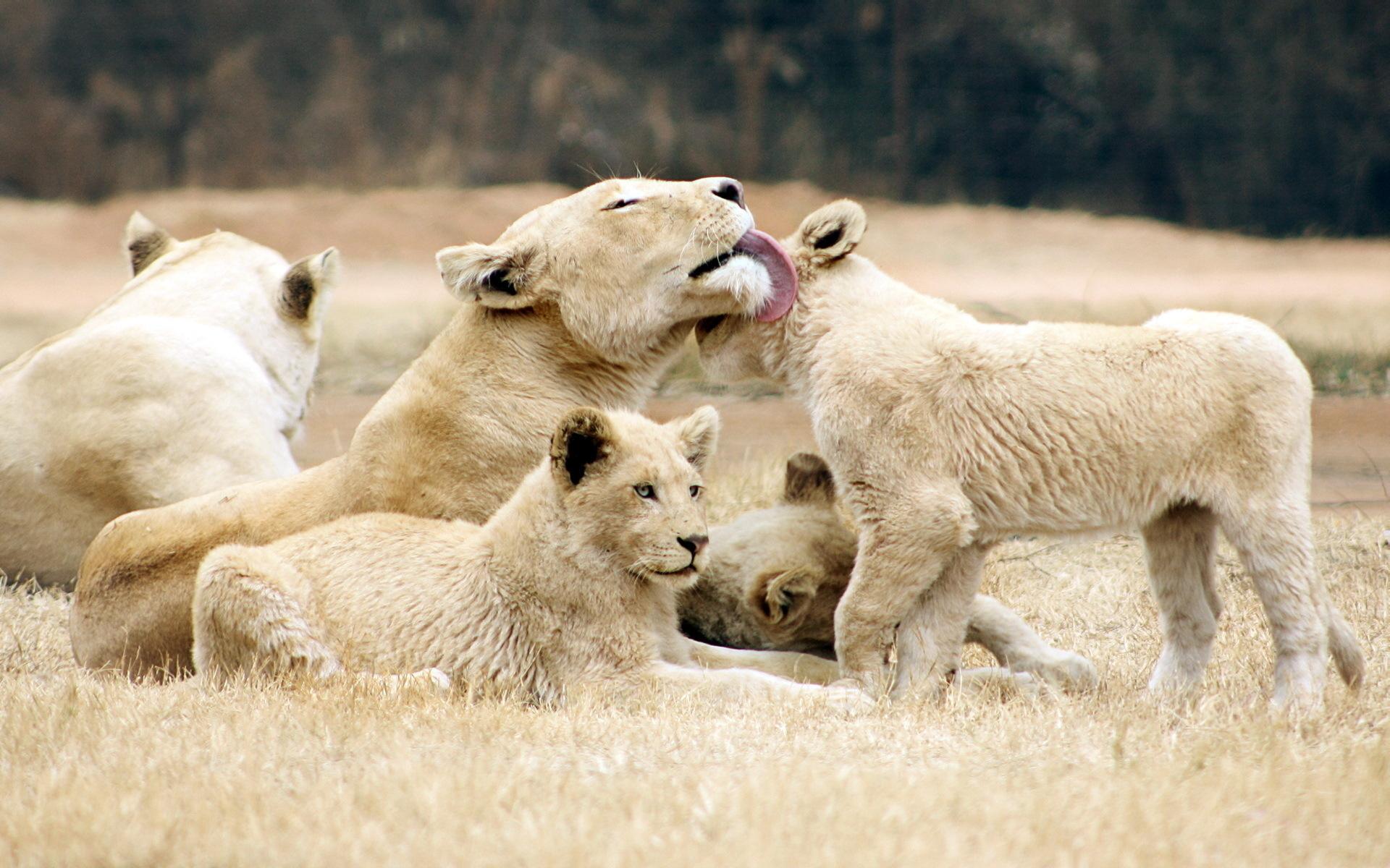 Lion Family Love wallpaper | animals | Wallpaper Better