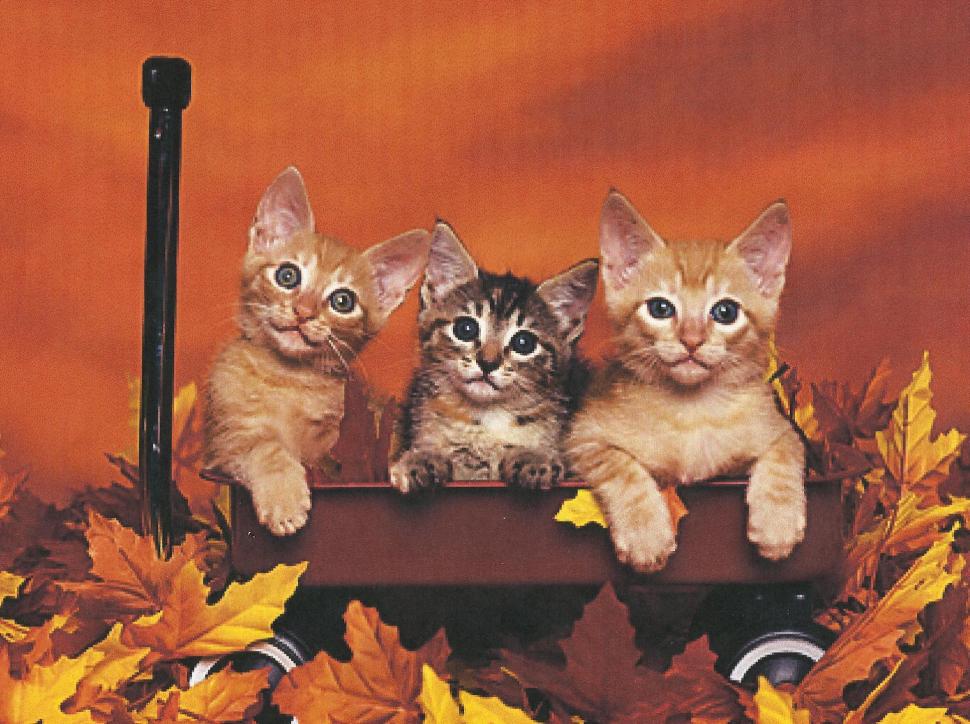 Three Kittens In A Red Wagon wallpaper,leaves HD wallpaper,wagon HD wallpaper,kittens HD wallpaper,animals HD wallpaper,1934x1444 wallpaper