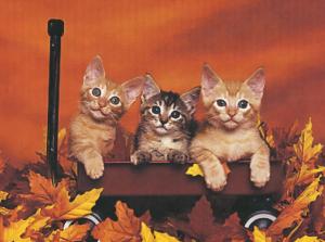Three Kittens In A Red Wagon wallpaper thumb