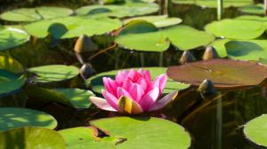 Pink water lily, lotus, pond, water, leaves wallpaper thumb