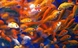 Many fish, goldfish, water wallpaper thumb