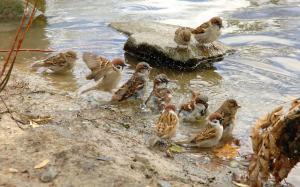 Sparrows bathing wallpaper thumb