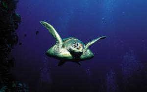 Animals Turtles Underwater Widescreen Resolutions wallpaper thumb