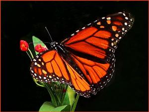 the marvelous monarch Black butterfly MONARCH orange plant white HD wallpaper thumb