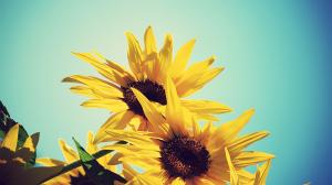 Sunflowers, yellow petals, blue sky wallpaper thumb