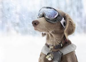 Animals, Dog, Snow, Goggles wallpaper thumb