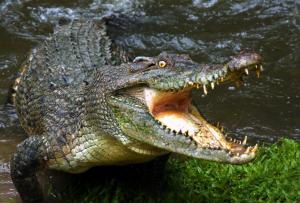 Animals, Crocodiles, Reptile, Water wallpaper thumb