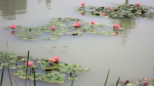 Lotus Pond wallpaper thumb