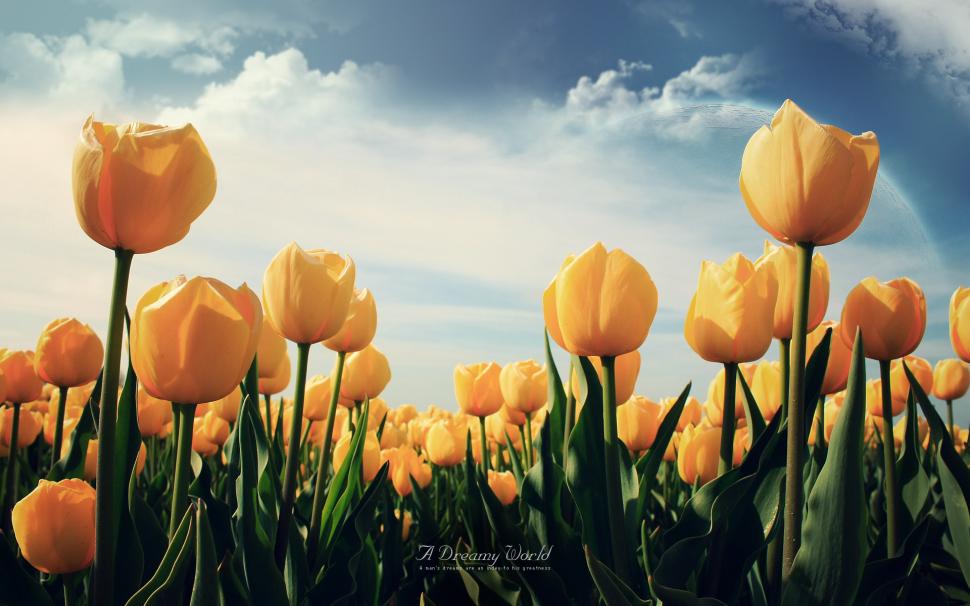 Yellow Tulips HD wallpaper,flowers HD wallpaper,yellow HD wallpaper,tulips HD wallpaper,1920x1200 wallpaper
