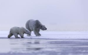 Alaska, Arctic, polar bear family, cold wallpaper thumb