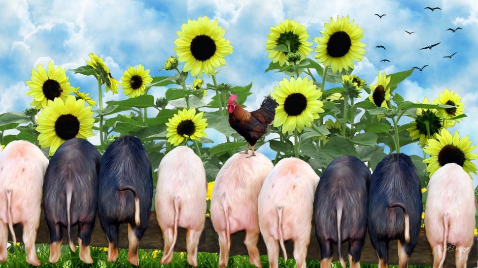 Hogs At The Trough wallpaper,firefox persona HD wallpaper,pigs HD wallpaper,farm HD wallpaper,rooster HD wallpaper,sunflowers HD wallpaper,piglets HD wallpaper,animals HD wallpaper,1920x1080 wallpaper