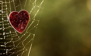 Heart caught in a spider web wallpaper thumb