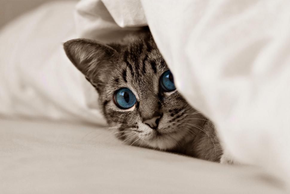 Cat, blue eyes, animals wallpaper,animals HD wallpaper,eyes HD wallpaper,kitten HD wallpaper,blue eyes HD wallpaper,cat HD wallpaper,2048x1371 wallpaper