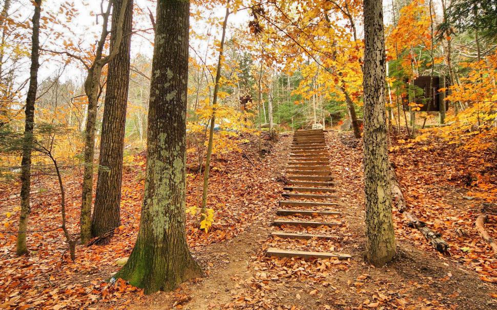 Stairs in the park wallpaper,nature HD wallpaper,1920x1200 HD wallpaper,stair HD wallpaper,leaf HD wallpaper,tree HD wallpaper,foliage HD wallpaper,autumn HD wallpaper,park HD wallpaper,1920x1200 wallpaper