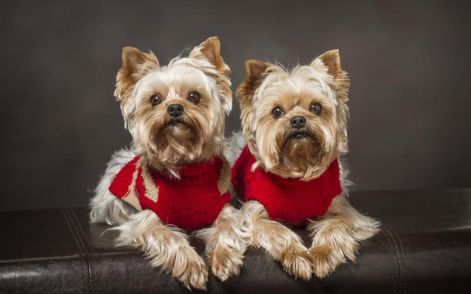 Yorkshire Terrier, dog, twins wallpaper,Yorkshire HD wallpaper,Dog HD wallpaper,Twins HD wallpaper,2560x1600 wallpaper