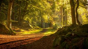 Scotland Aberdeen, trees, path, sunshine wallpaper thumb