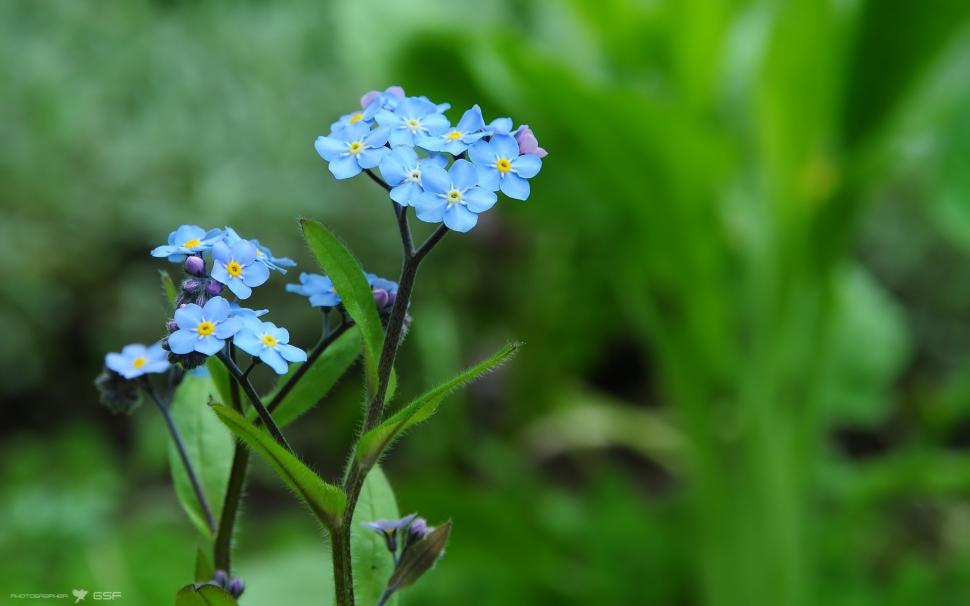 Forget-me-not flowers macro wallpaper,Forget HD wallpaper,Flower HD wallpaper,Macro HD wallpaper,1920x1200 wallpaper