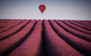 Hot air balloon flying over lavander fields wallpaper thumb