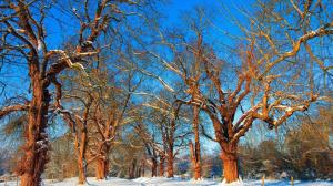 Snow, winter, trees, branches wallpaper thumb