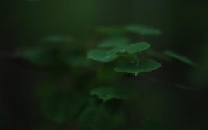 Leaves Macro Green HD wallpaper thumb